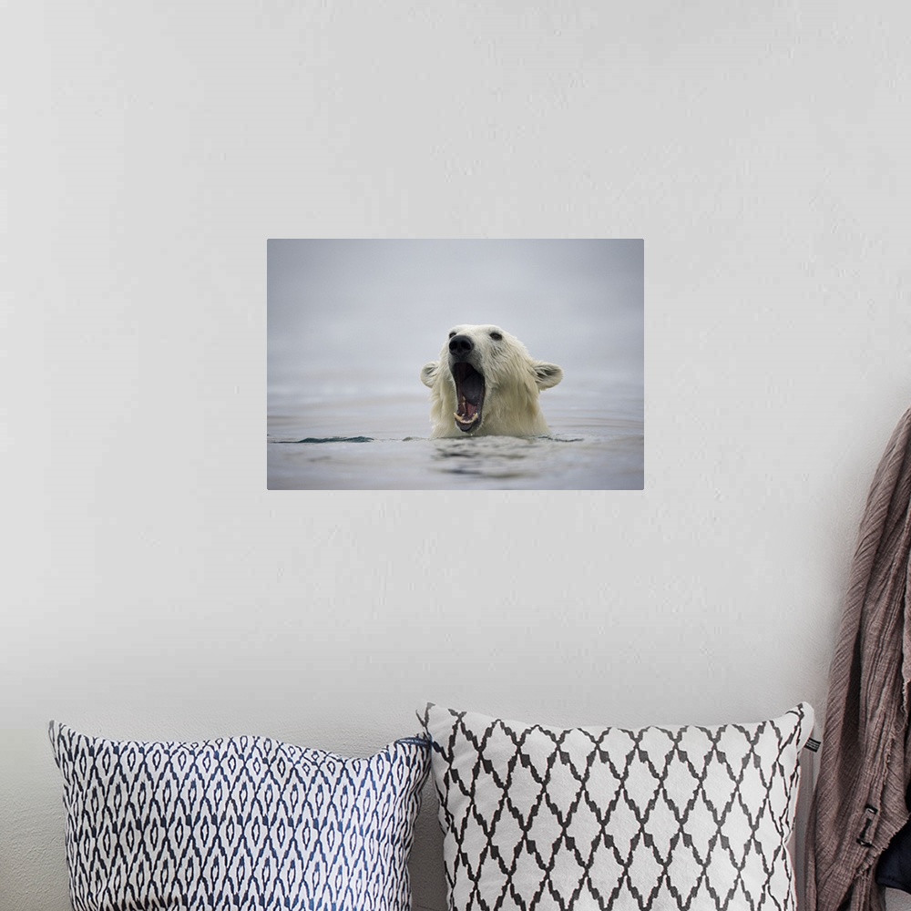 A bohemian room featuring Norway, Svalbard, Polar Bear (Ursus maritimus) opens mouth and displays teeth while swimming near...