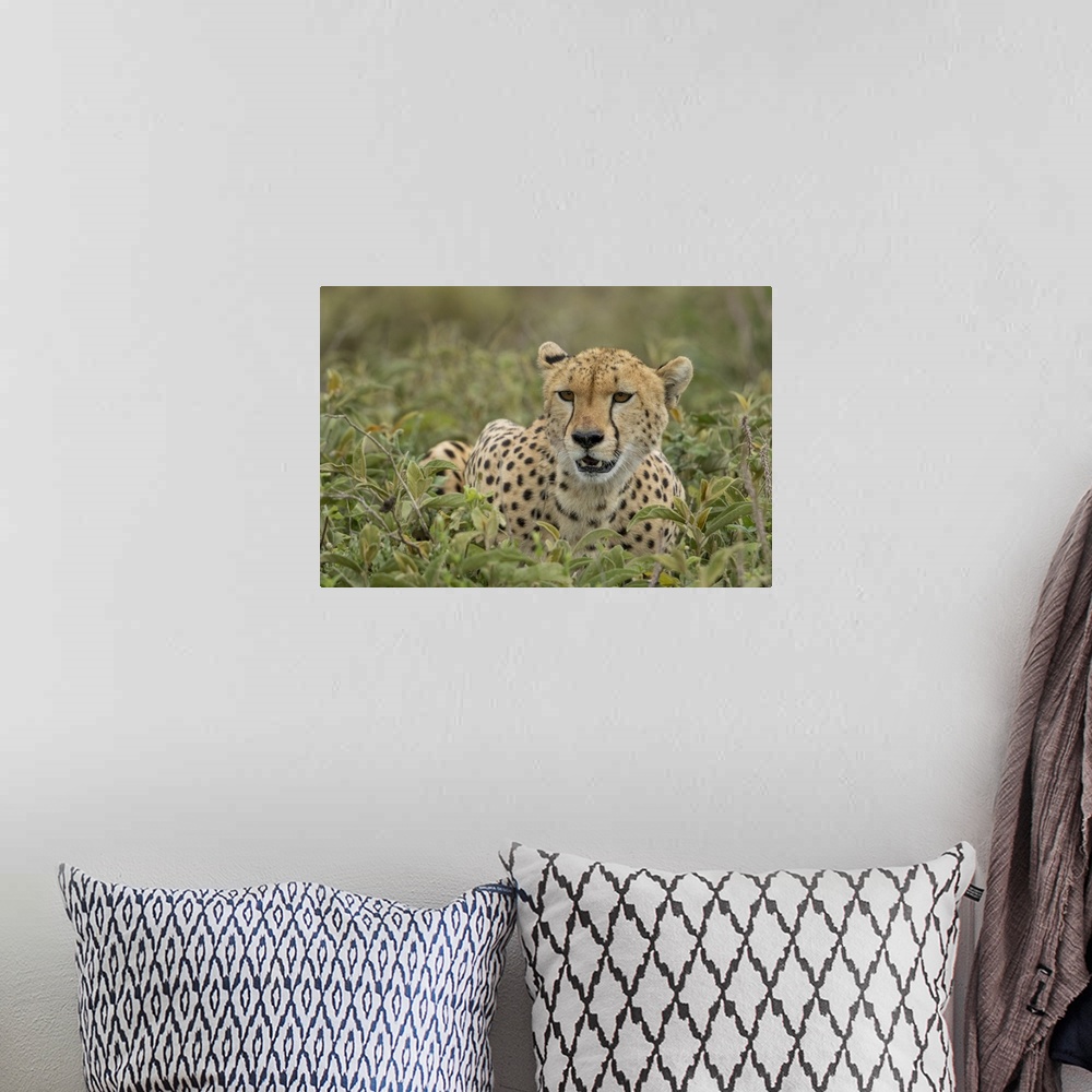 A bohemian room featuring Tanzania, Ngorongoro conservation area, adult cheetah (Acinonyx Jubatas) catches its breath after...