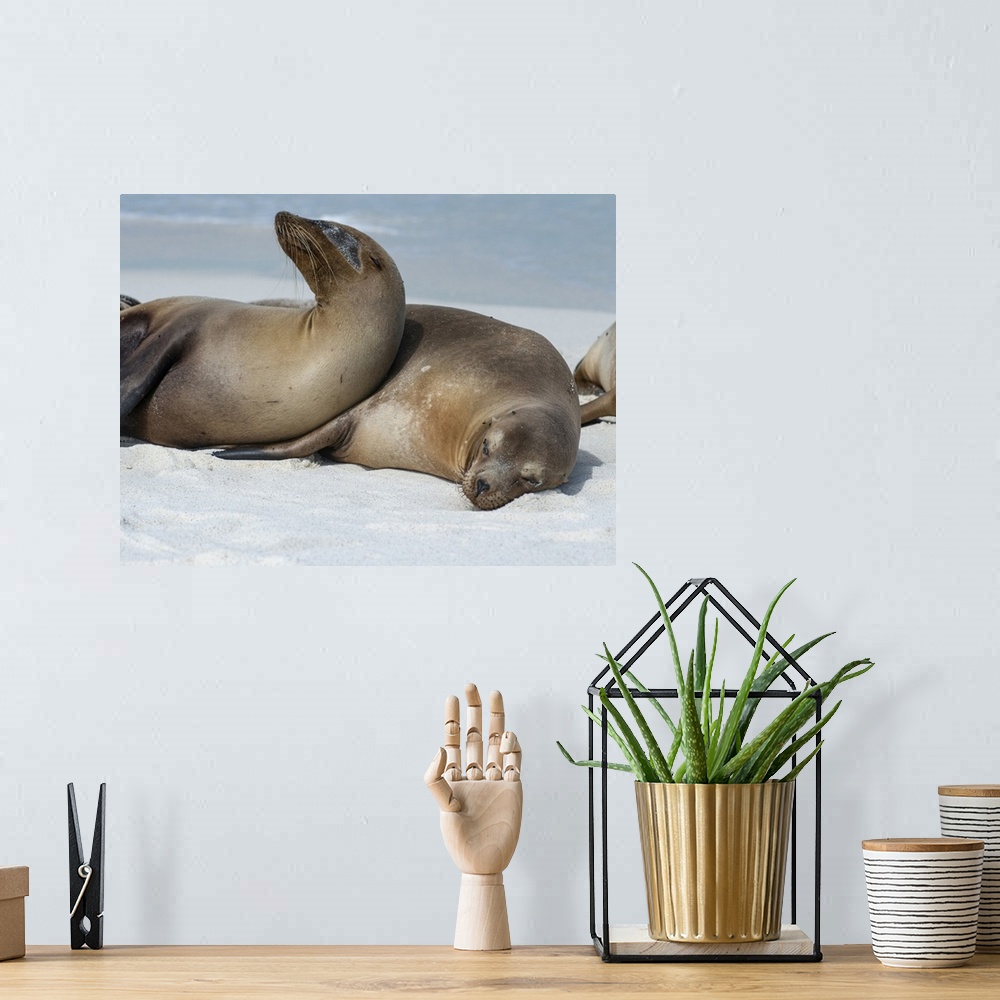 A bohemian room featuring These Sea Lions Cuddle At Gardner Bay, Espanola Island