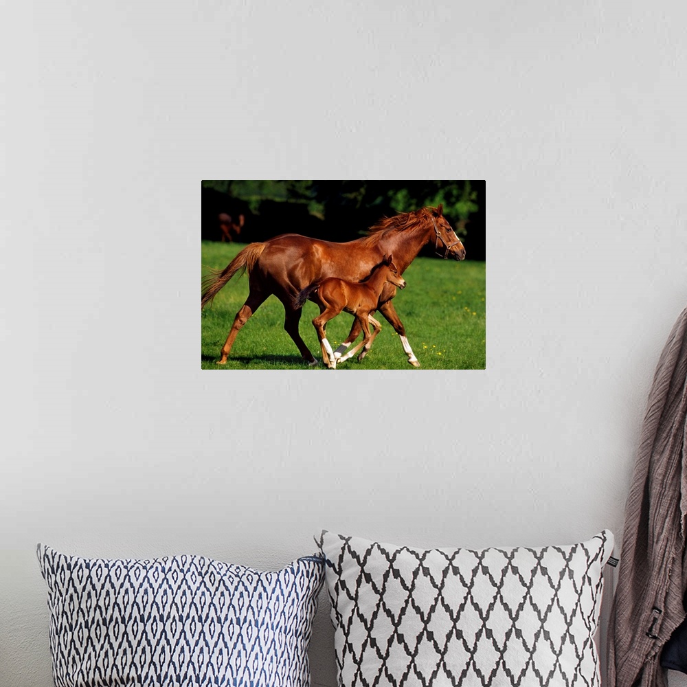 A bohemian room featuring Thoroughbred Chestnut Mare & Foal, Ireland.