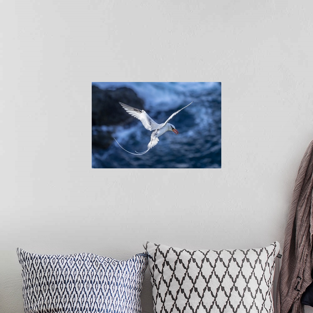 A bohemian room featuring Tobago. Red-billed tropicbird in flight.