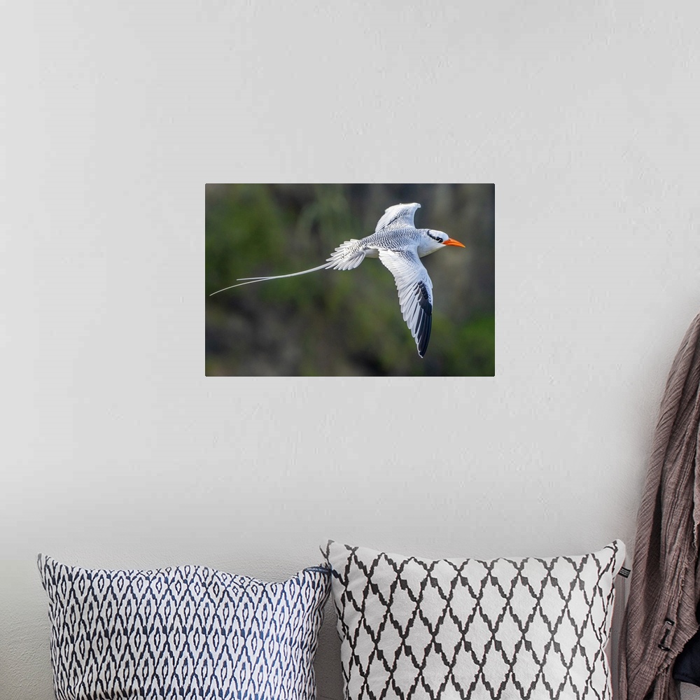 A bohemian room featuring Tobago. Red-billed tropicbird in flight.