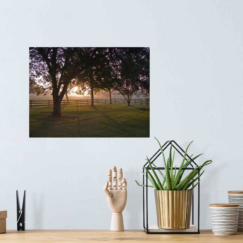 A bohemian room featuring Trees and mist at sunrise