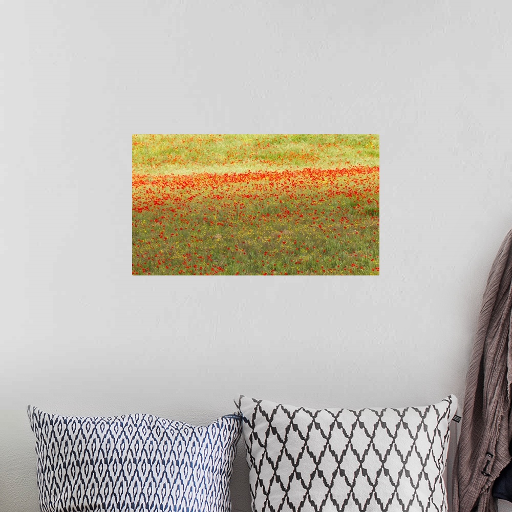 A bohemian room featuring A painterly effect on a photograph of poppies in an Italian meadow.