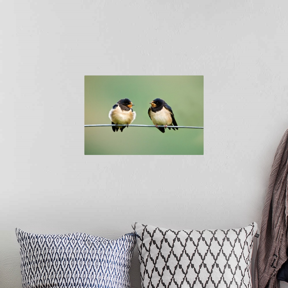 A bohemian room featuring UK, Wales.  Barn Swallows gather on wire for a talk before migrating to Africa.