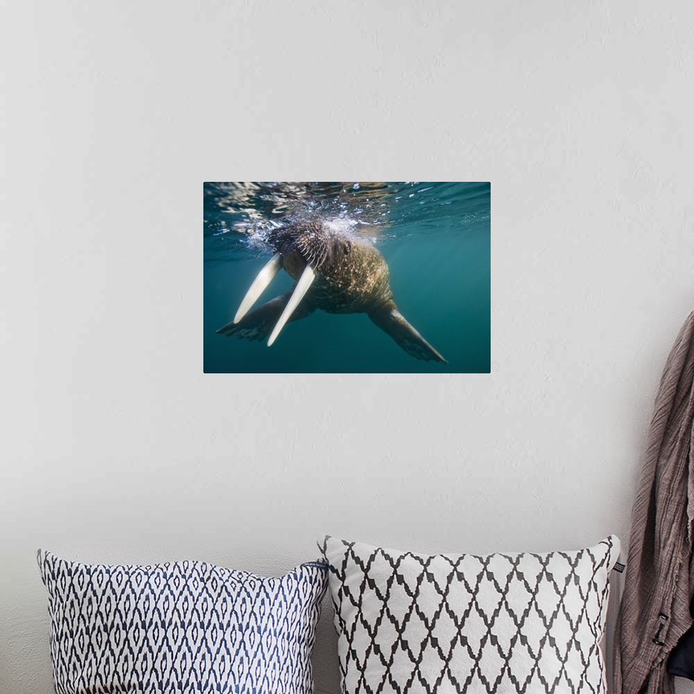 A bohemian room featuring Norway, Svalbard, Tiholmane Islands, Underwater view of Walrus (Odobenus rosmarus) swimming on su...