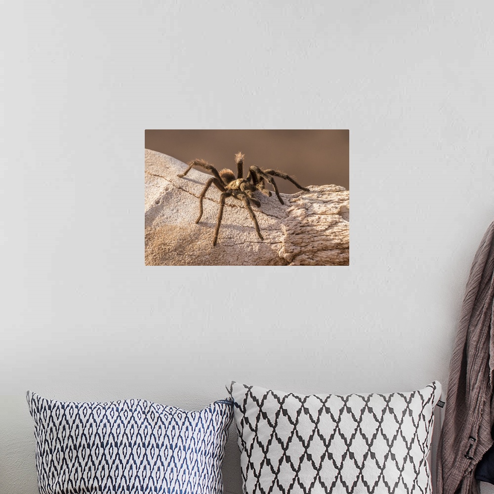 A bohemian room featuring USA, Arizona, Santa Cruz county. Close-up of tarantula.