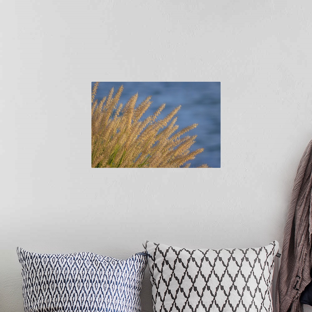 A bohemian room featuring USA, Washington, Seabeck. Ornamental grasses and background water.