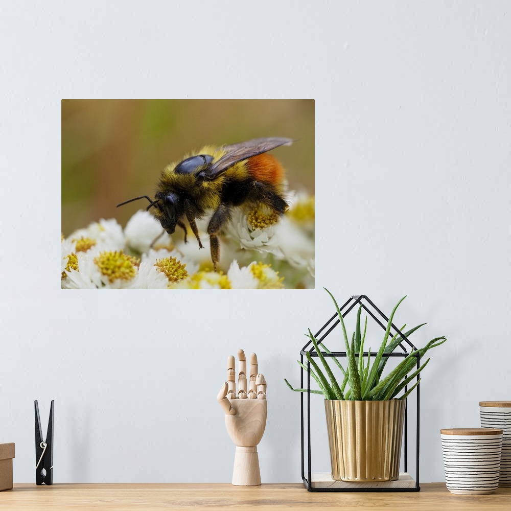 A bohemian room featuring Usa, Washington State, Bellevue. Honeybee covered with pollen on Pearly everlasting.
