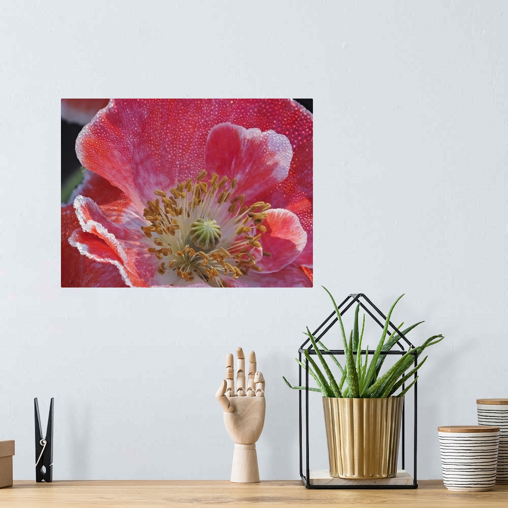 A bohemian room featuring Usa, Washington State, Duvall. Red and white common poppy close-up.