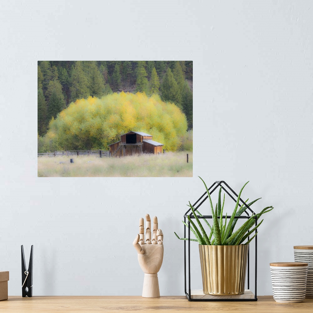 A bohemian room featuring USA, Washington State, Okanogan County. Old barn in a field in the fall.