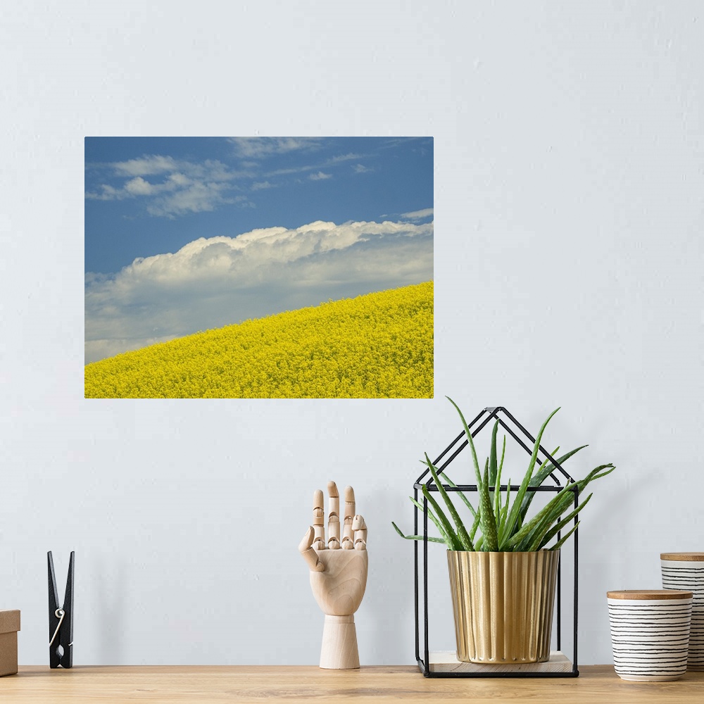 A bohemian room featuring Usa, Washington State, Palouse. Canola fields under blue sky with puffy clouds.