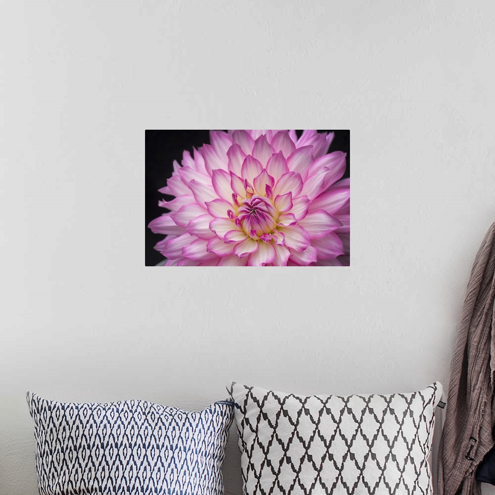 A bohemian room featuring White And Pink Dahlia On Black Background