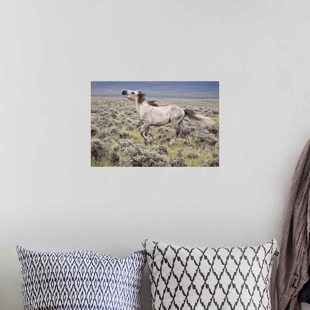 A bohemian room featuring Wild Horse (Equus caballos) male scenting females, Wyoming, USA, June.
