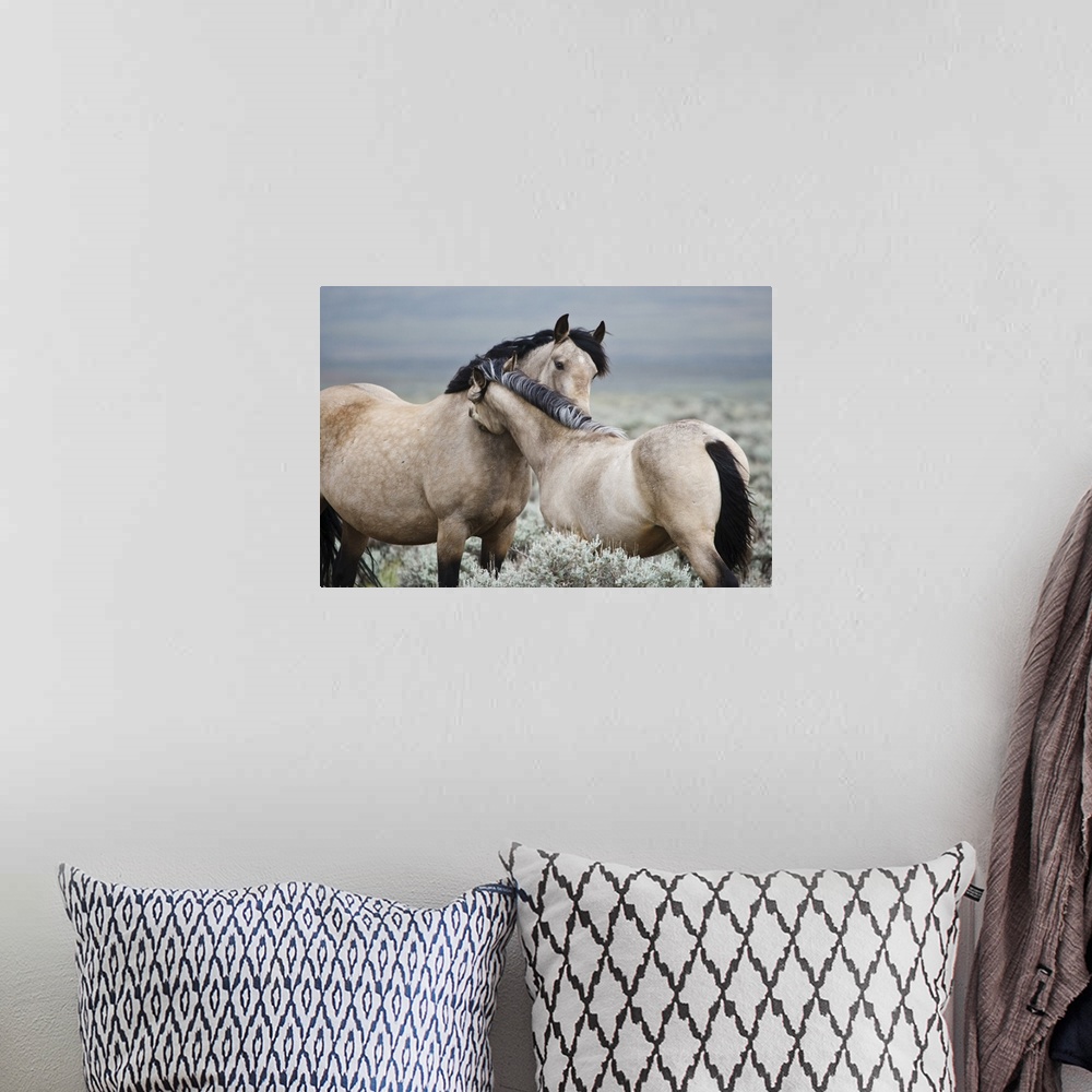 A bohemian room featuring Wild horses (Equus caballos) mare greeting last year's colt, Wyoming, USA, June.