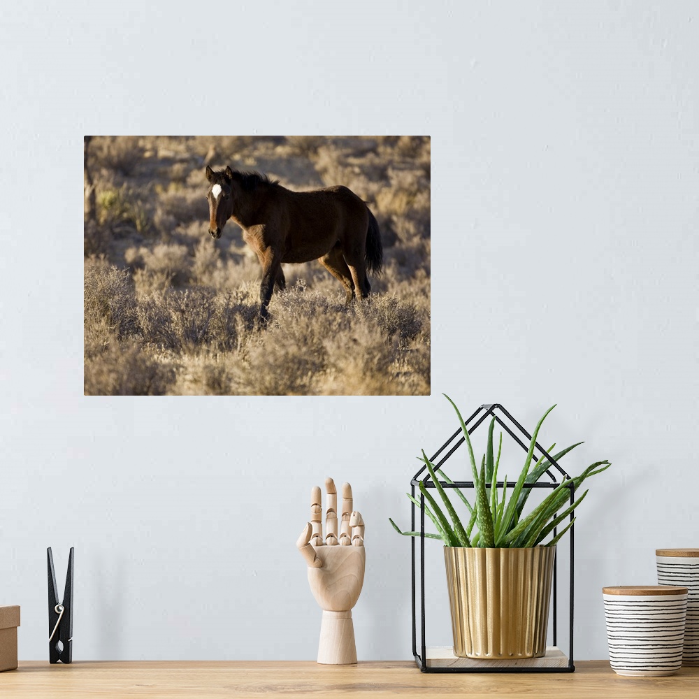 A bohemian room featuring Wild Mustang, Wheeler Peak herd, Cold Creek Road, Spring Mountain range,  Nevada