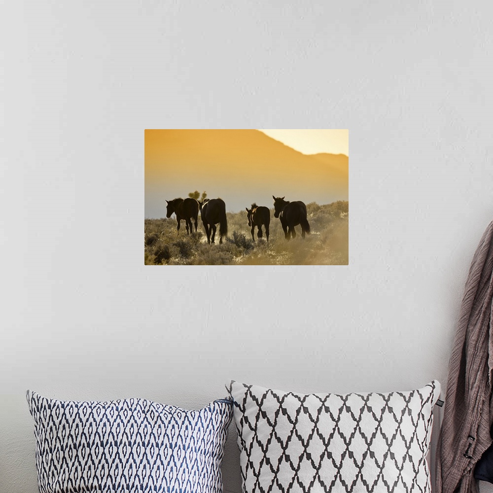 A bohemian room featuring Wild Mustangs, Wheeler Peak herd, Cold Creek Road, Spring Mountain range,  Nevada