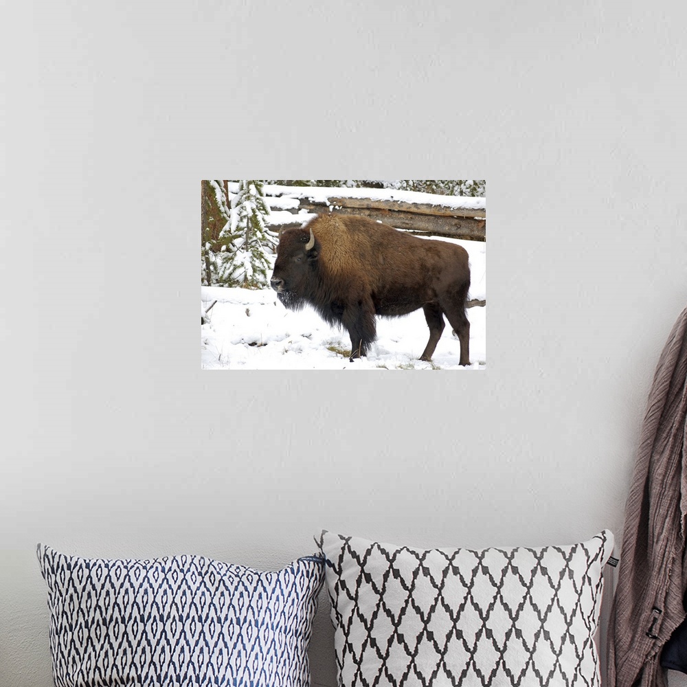 A bohemian room featuring Wyoming, Bison in Yellowstone National Park.