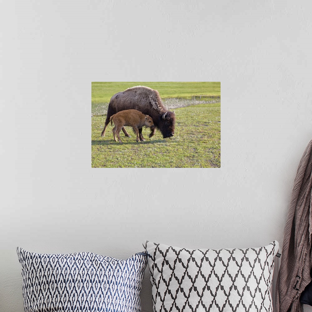 A bohemian room featuring Wyoming, Yellowstone National Park, Bison calf with mother..