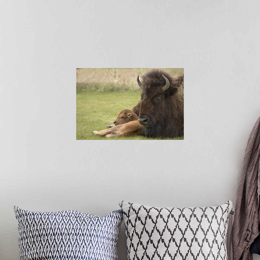 A bohemian room featuring USA, Wyoming, Yellowstone National Park. Close-up of bison mother resting on grass with calf.