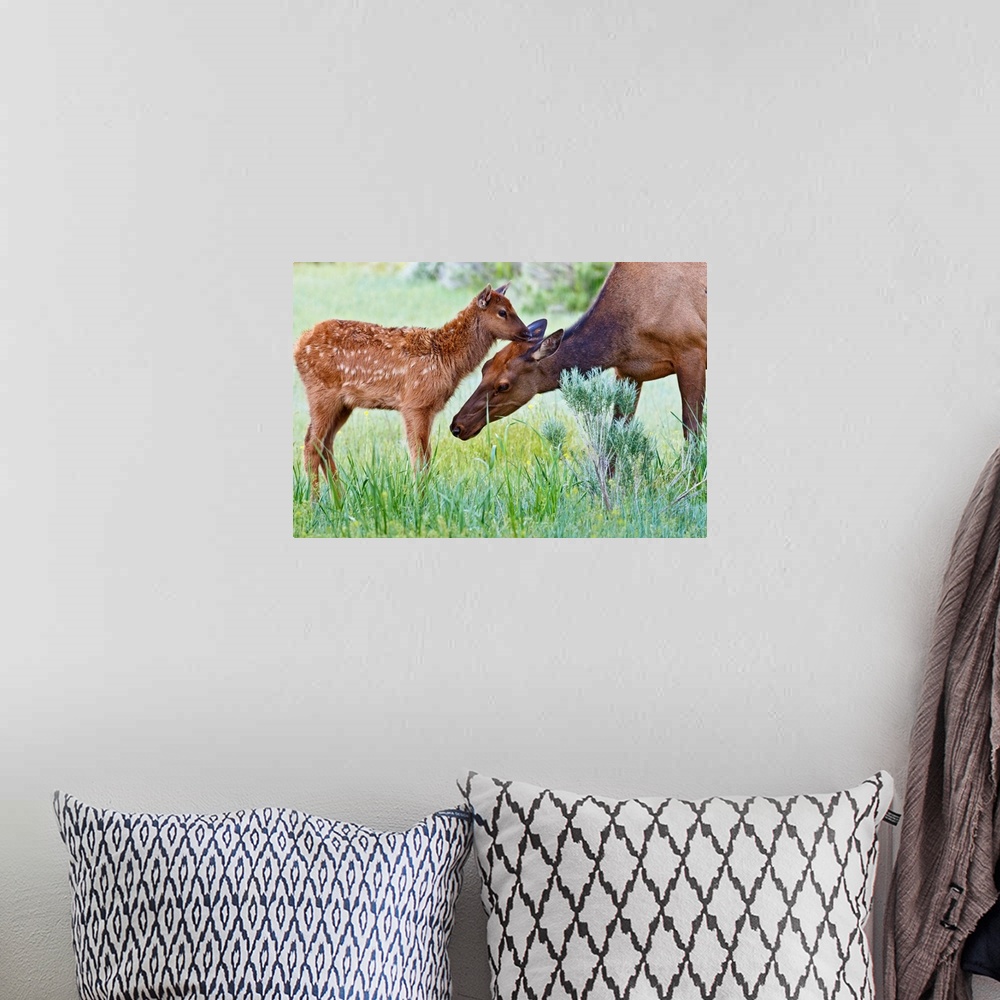 A bohemian room featuring North America, USA, Wyoming, Yellowstone National Park, elk (Cervus elaphus) cow licking calf.