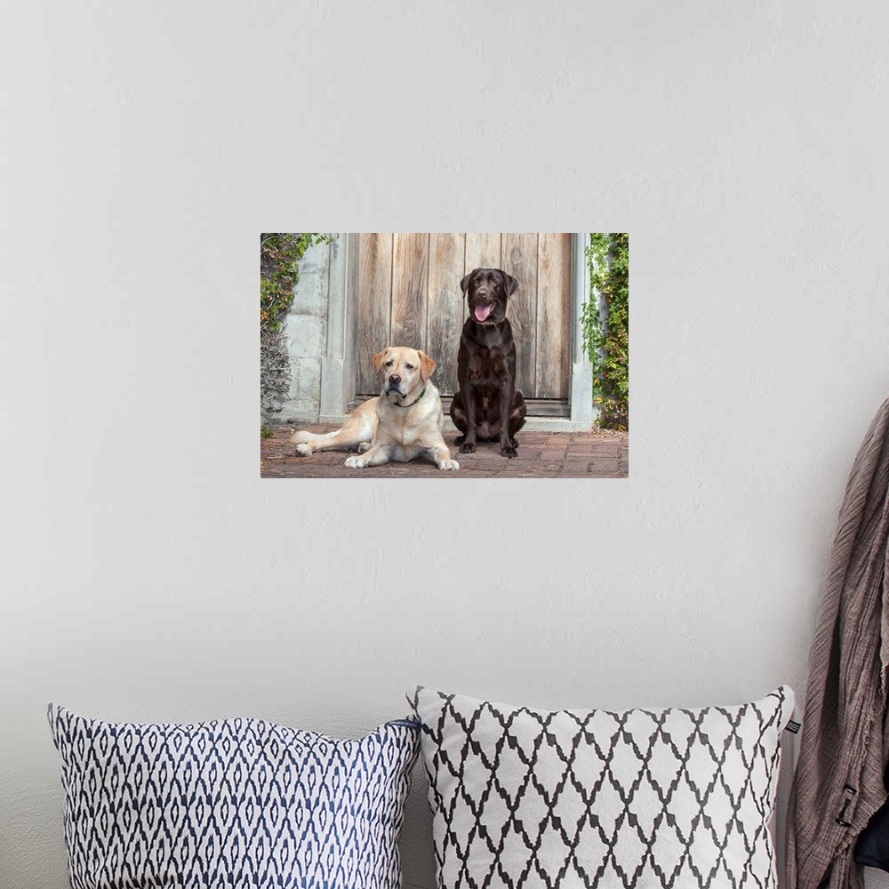 A bohemian room featuring Yellow and Chocolate Labrador Retrievers sitting on rock patio