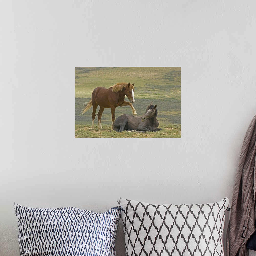 A bohemian room featuring USA, Colorado, Moffat County. Young wild horse puts hoof an a reclining horse.