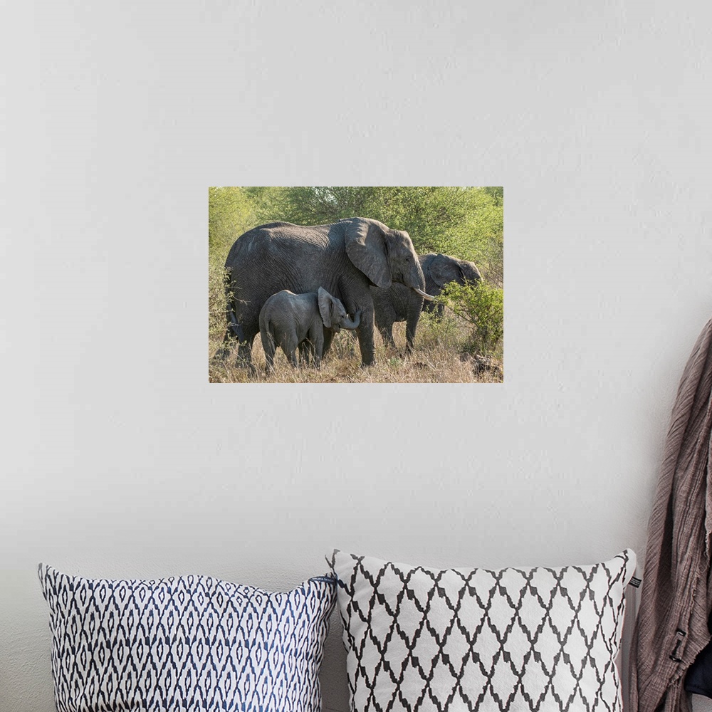 A bohemian room featuring African Elephant (Loxodonta africana) in Kruger National Park, South Africa