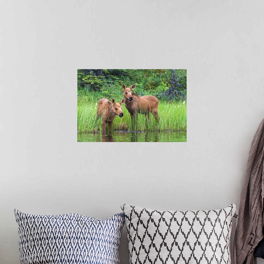 A bohemian room featuring Twin baby moose watching anxiously as mother feeds in the deeper water of a tundra pond, Denali N...
