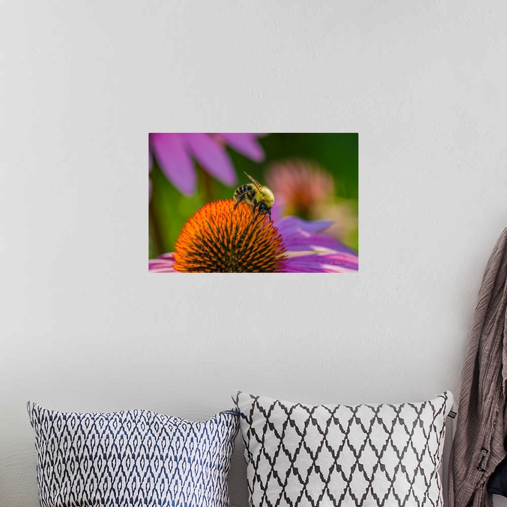 A bohemian room featuring Bumblebee feeding on nectar at a euchenasia flower.