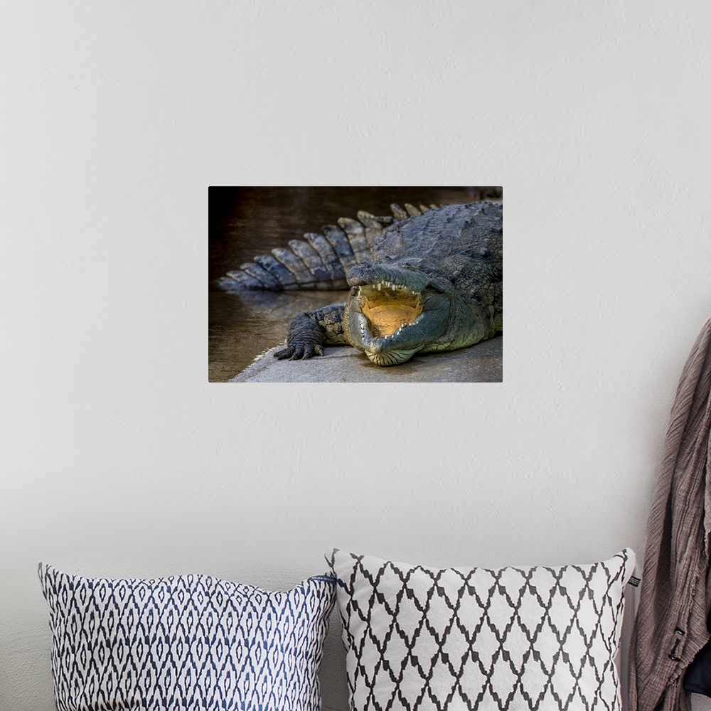 A bohemian room featuring Crocodile resting in Gatorland, Orlando, Florida.