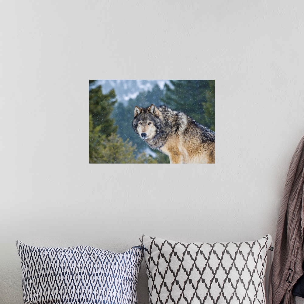 A bohemian room featuring Captive Grey Wolf (Canis lupus)  posing in its environment during a snow squall.