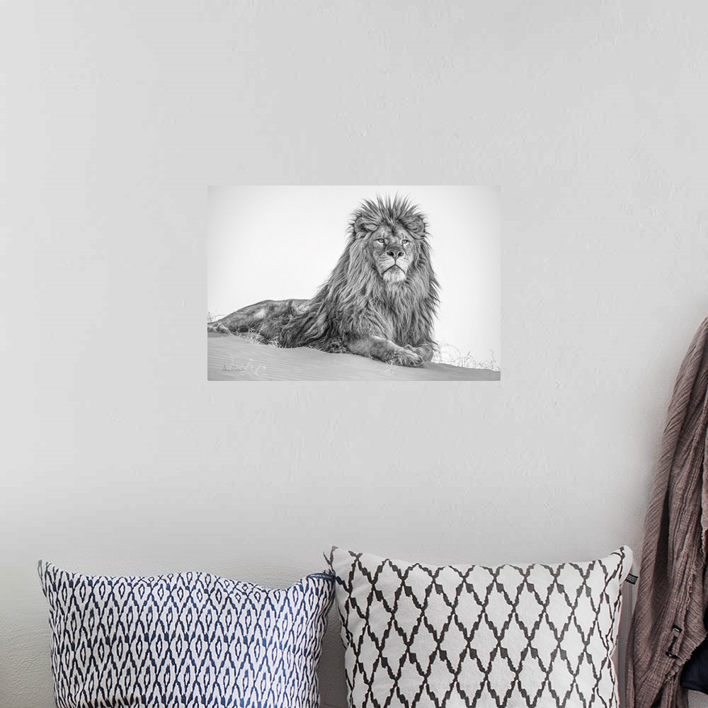 A bohemian room featuring King of the desert male barbary lion - extirpated in the wild.