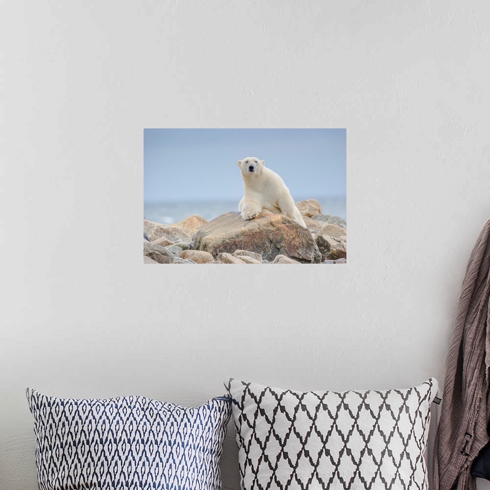 A bohemian room featuring A large male polar bear near a seal kill eyes the photographer warily on the Hudson Bay coast, Ma...