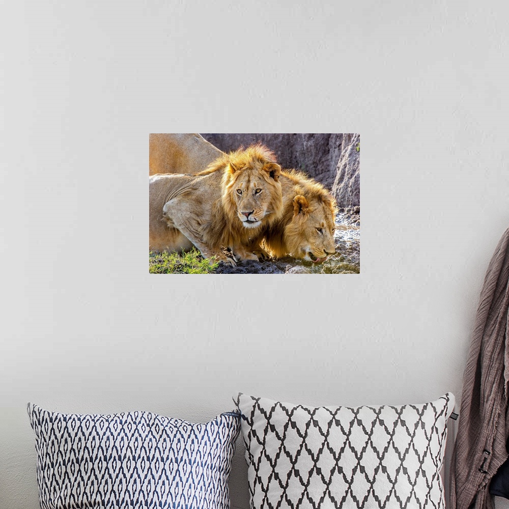 A bohemian room featuring Two male African Lions (Panthera leo) in the Masai Mara, Kenya, quenching their thirst after feed...