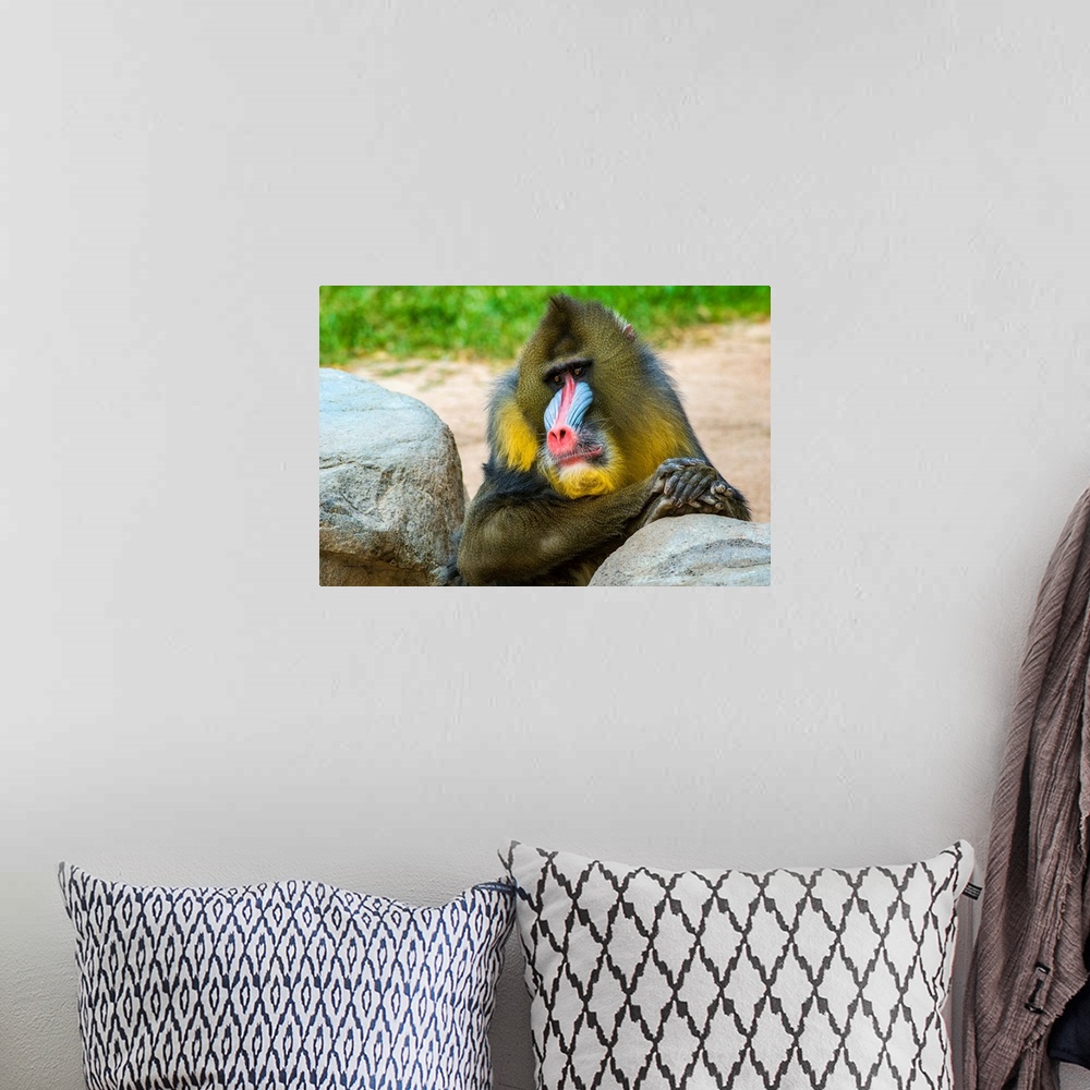 A bohemian room featuring A male MANDRILL (Mandrillus sphinx), vulnerable in the rainforests of Africa relaxes in the Phoen...