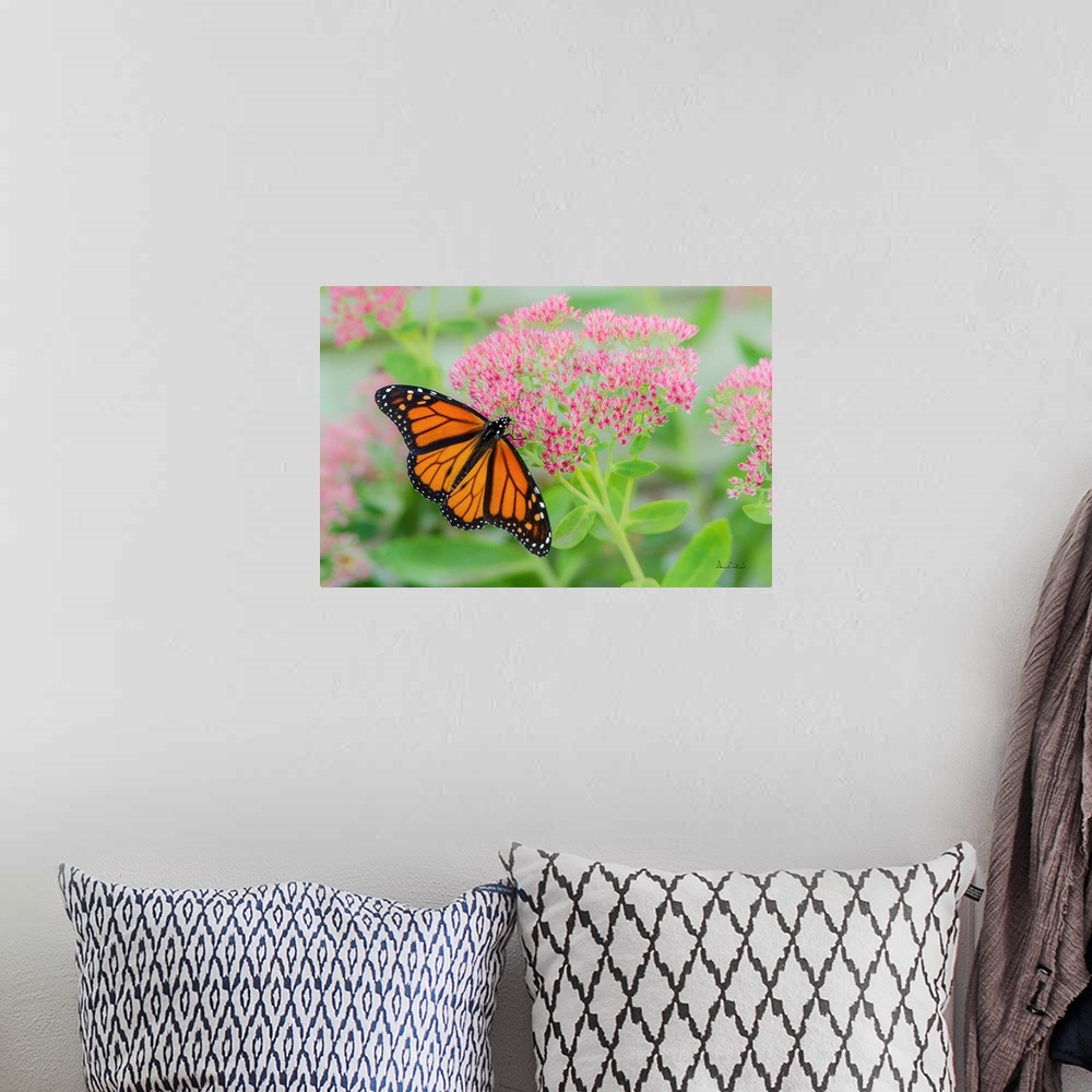 A bohemian room featuring Monarch Butterfly (Danaus plexippus) newly emerged from its crysalis feeding on pink sedum flowers.