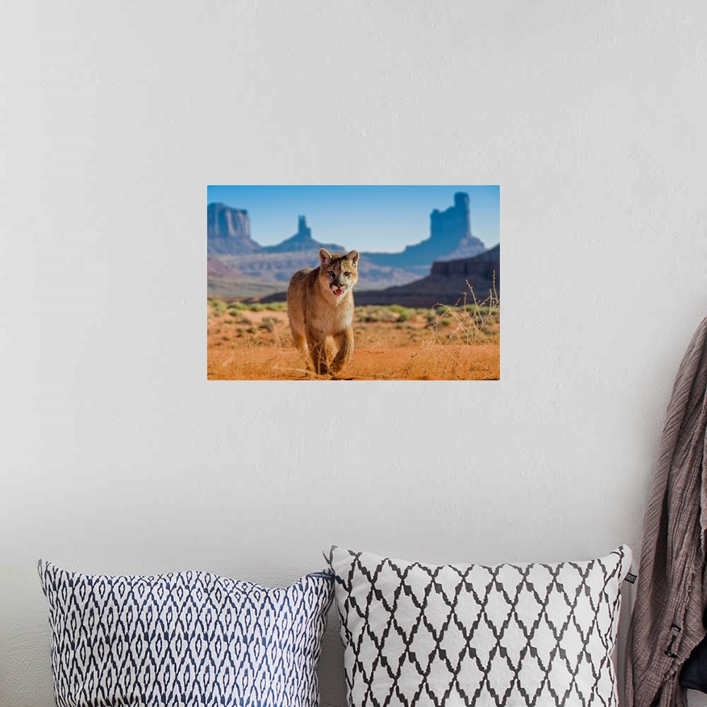 A bohemian room featuring Young Mountain Lion (Felis concolor) in Monument Valley with The Mittens in the background, Arizo...