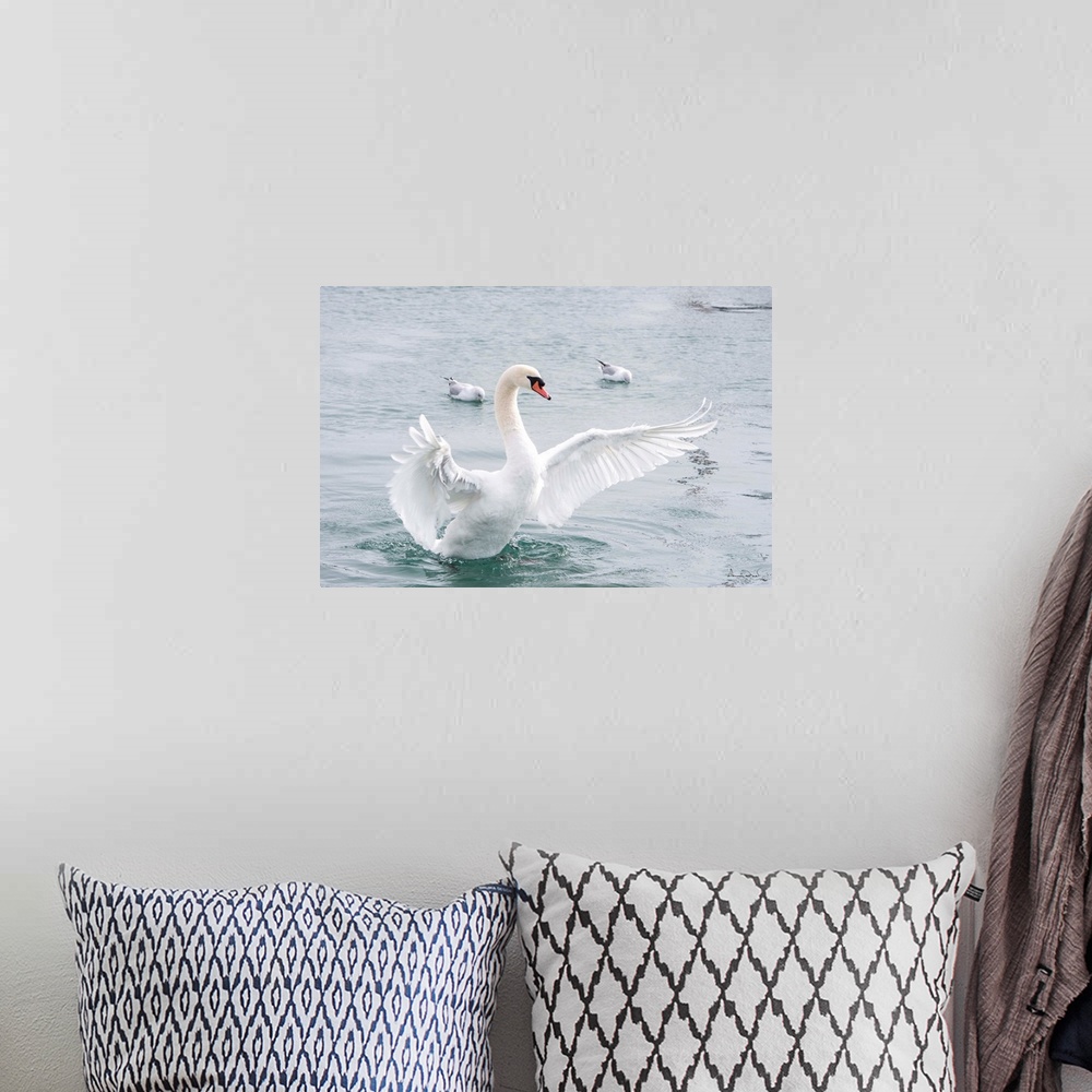 A bohemian room featuring Mute Swan (Cygnus olor) doing a wing flap display in a quiet harbor, Dalhousie Port, Ontario, Can...