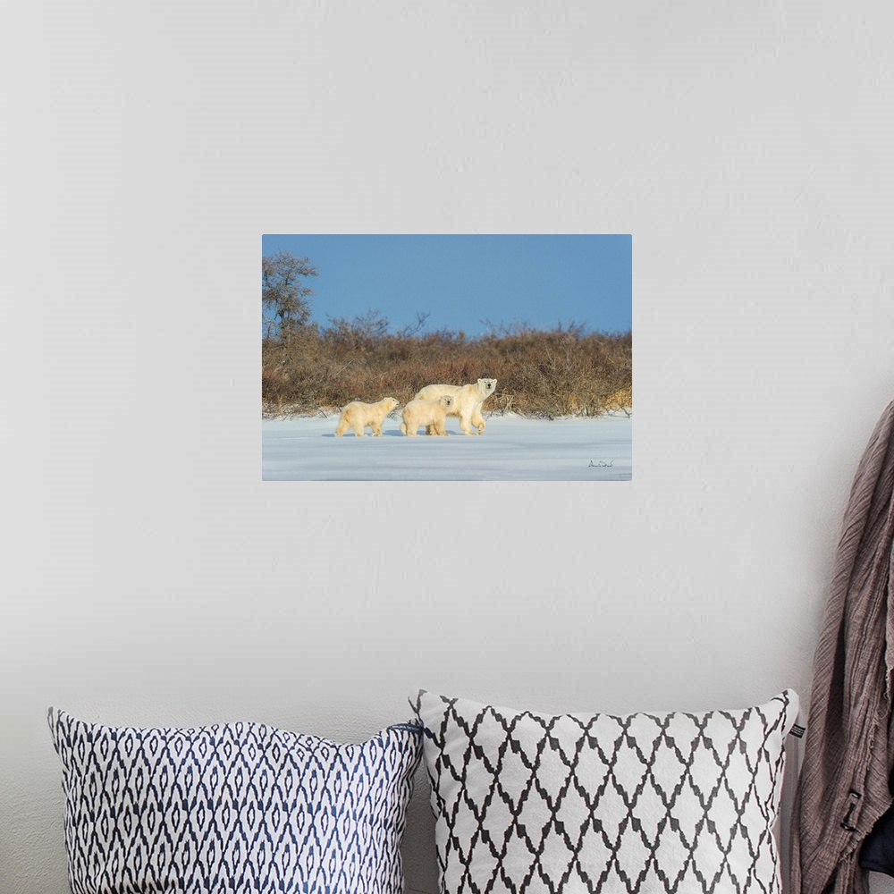 A bohemian room featuring Polar bear mother and cub exploring a tundra lake while waiting for sea ice to form on Hudson Bay...