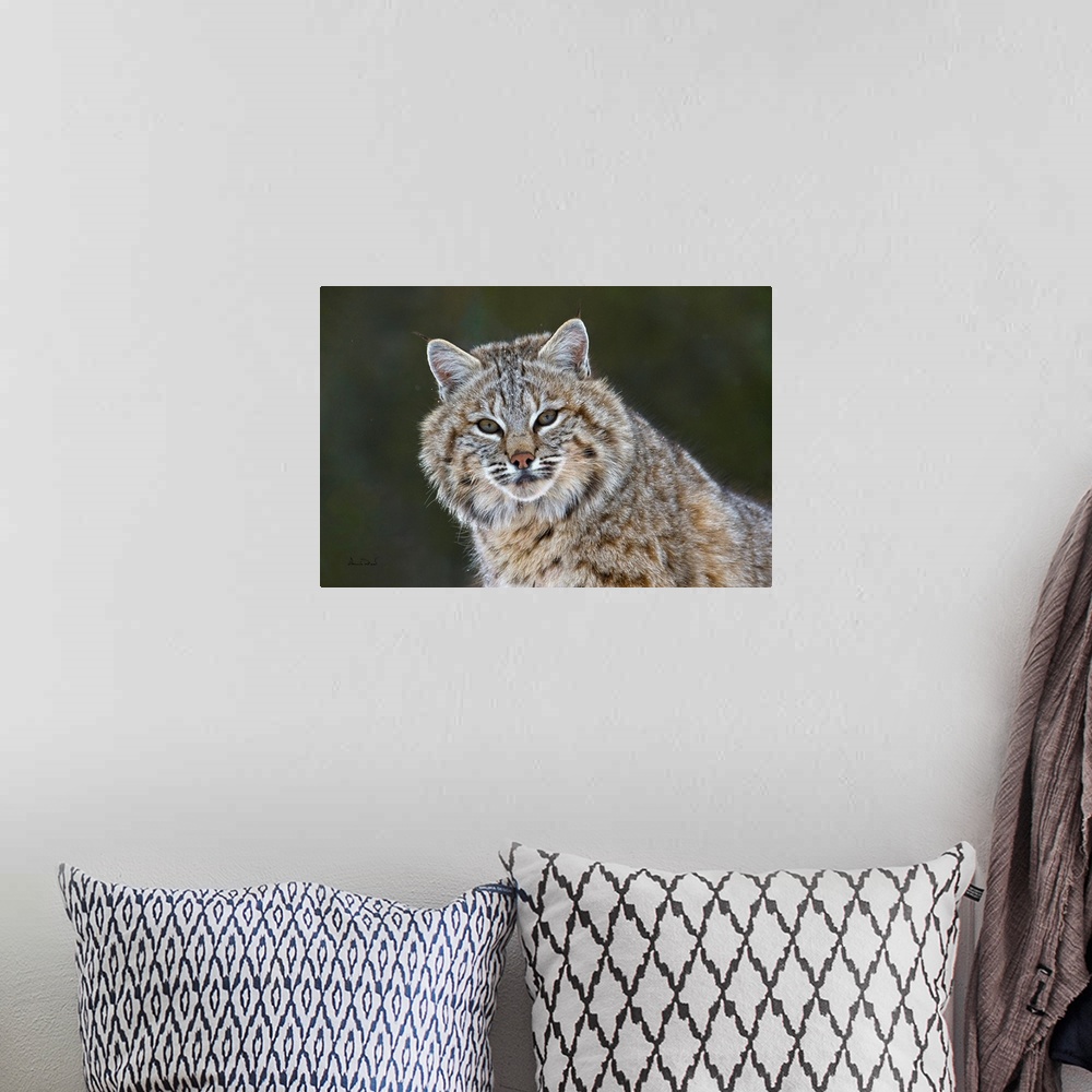A bohemian room featuring Juvenile bobcat (Lynx rufus) posing in the snow, Bozeman, Montana, USA.