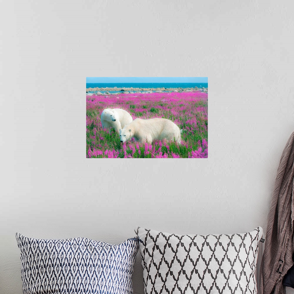 A bohemian room featuring Two Polar Bears near the Hudson Bay Coast, Manitoba, Canada, looking for a resting spot in a fiel...