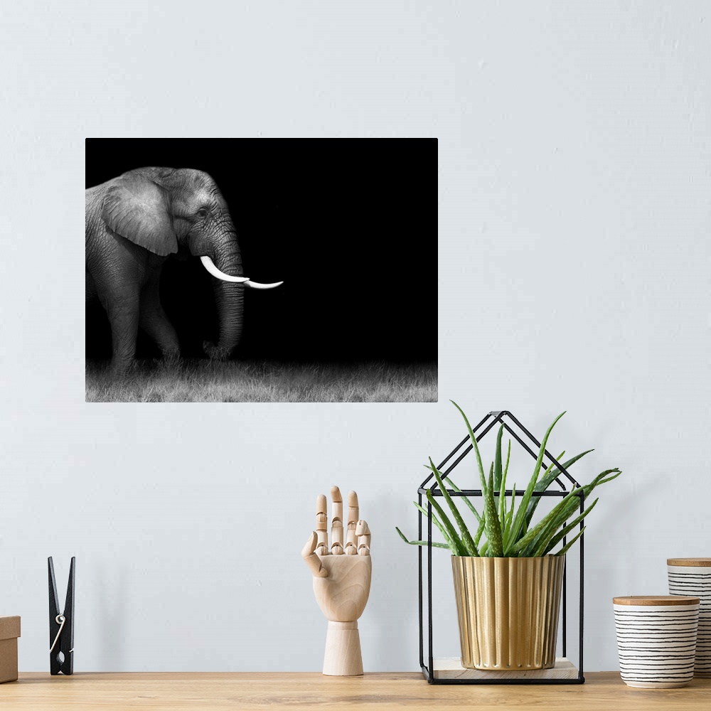 A bohemian room featuring Wild African elephant in monochrome.