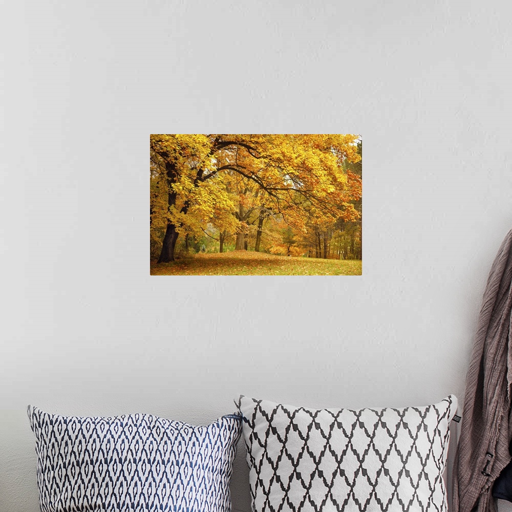 A bohemian room featuring Autumn gold trees in a beautiful park.