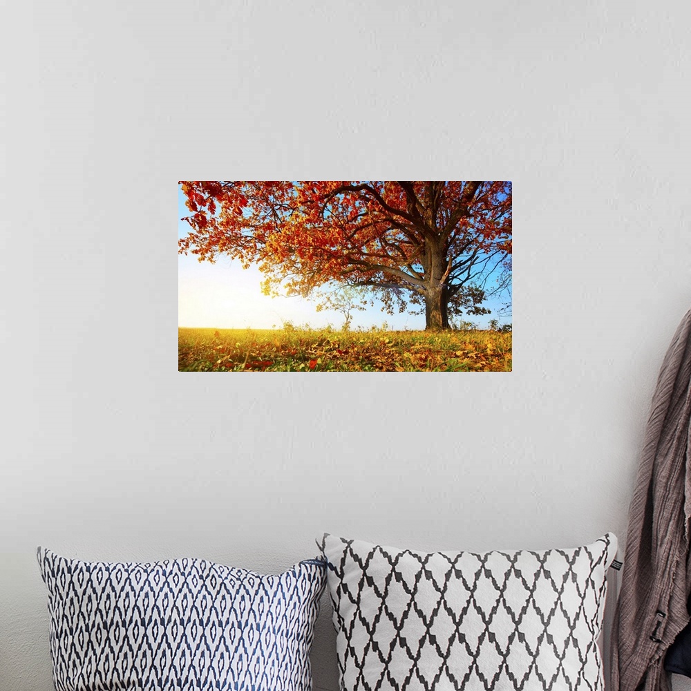 A bohemian room featuring Big autumn oak with red leaves on a blue sky background.