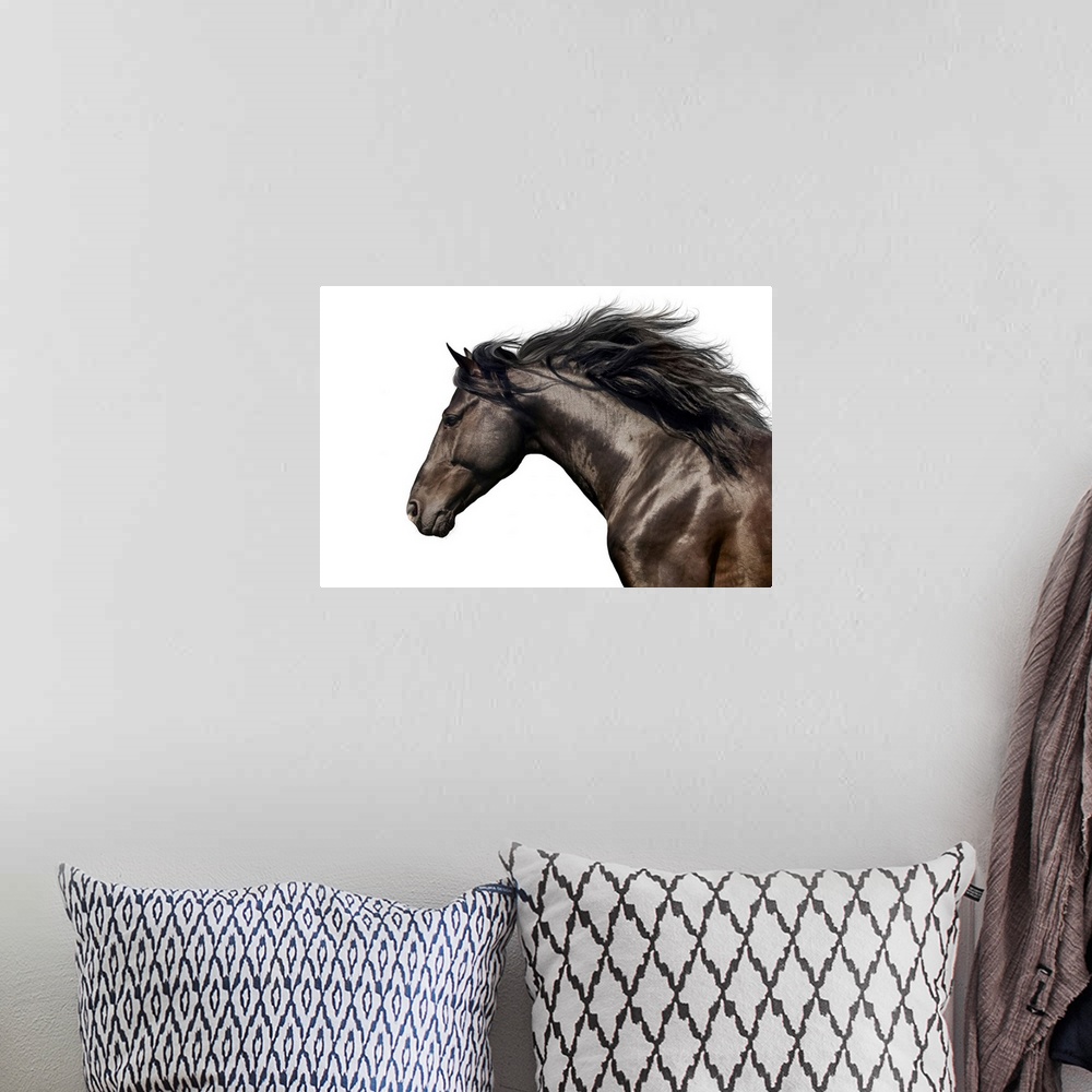A bohemian room featuring Black Horse On White