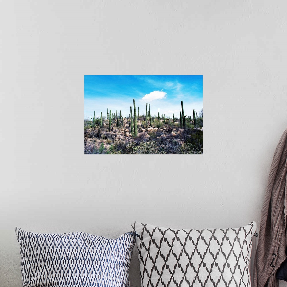 A bohemian room featuring Cactus, Sonoran Desert, Arizona