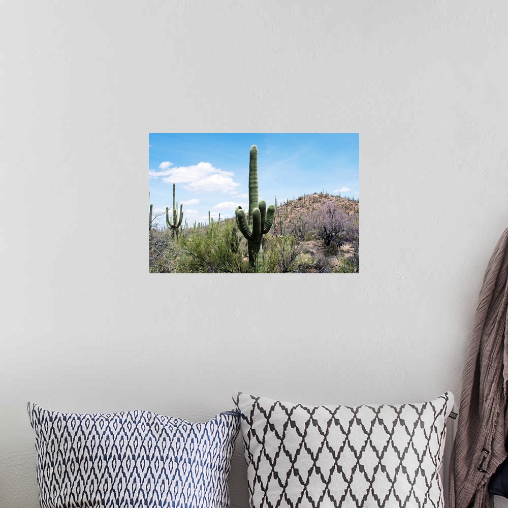 A bohemian room featuring Cactus, Sonoran Desert, Arizona