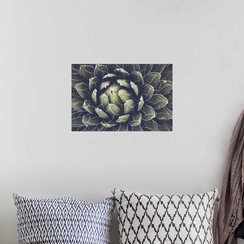 A bohemian room featuring Close View Of Agave Succulent Plant