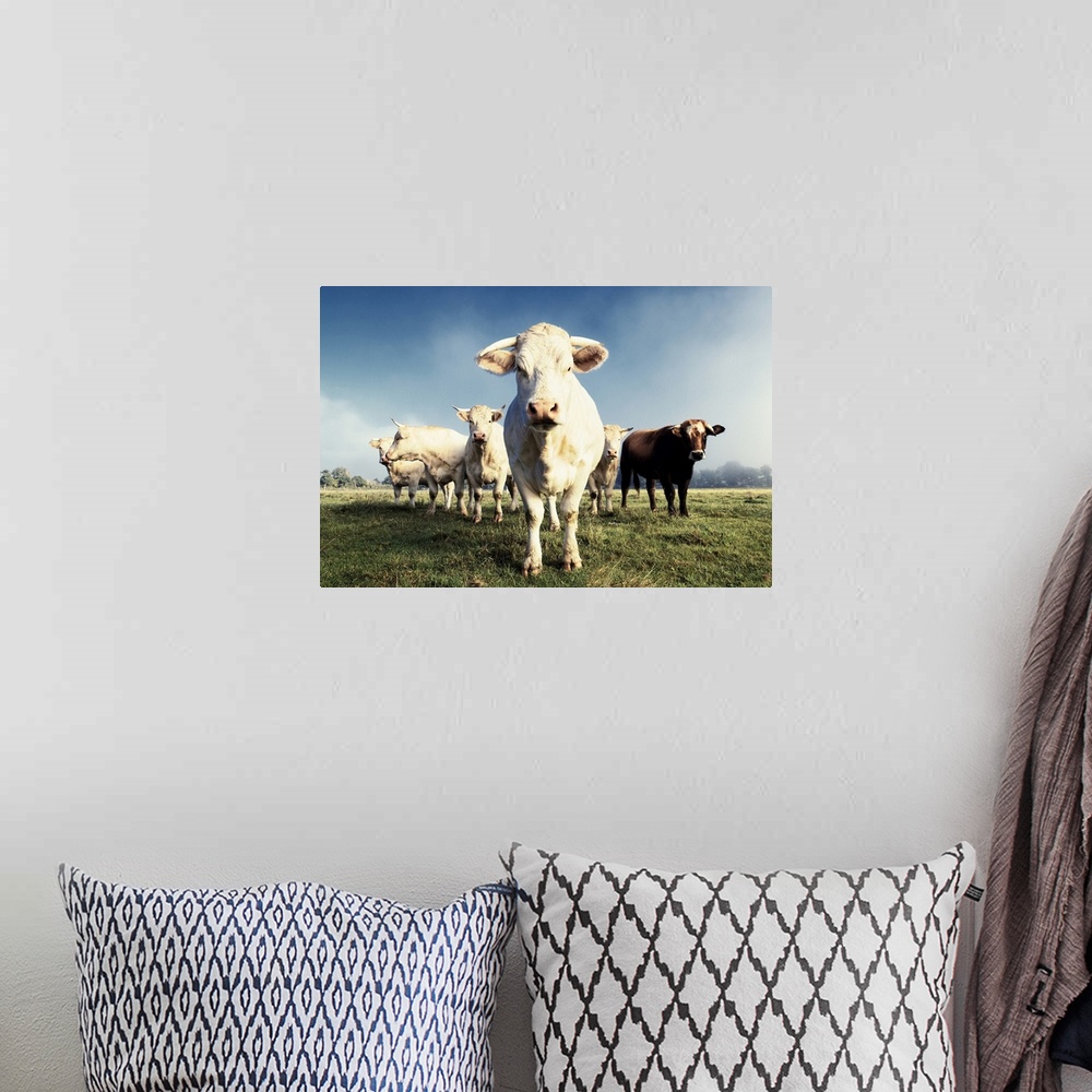 A bohemian room featuring White cows on a farmland in France in autumn.